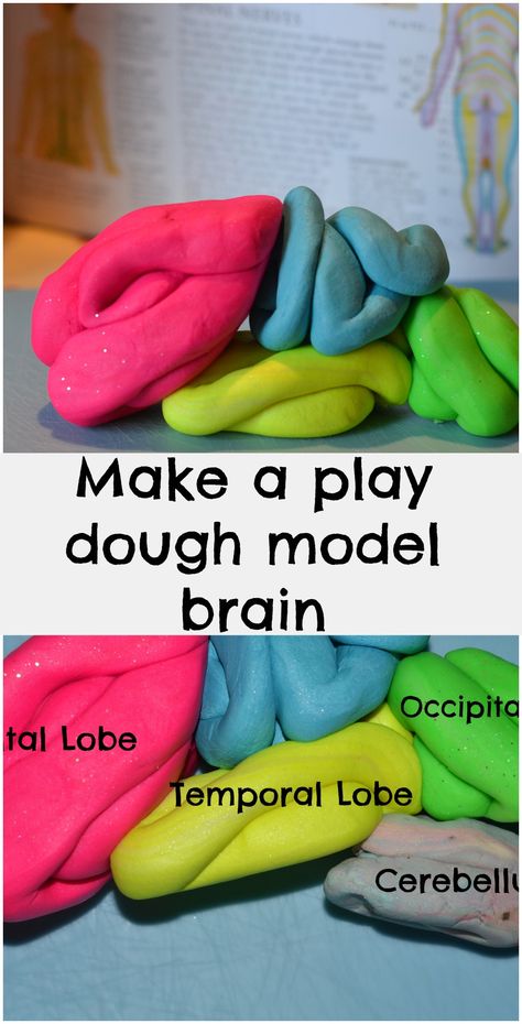 Make a play doh brain and learn about the different lobes and their functions #Science Teaching Psychology, Brain Models, Human Body Science, Ap Psychology, Brain Based Learning, Making A Model, Brain Science, Counseling Activities, School Psychology