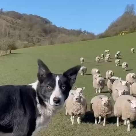 RAWR SZN on Instagram: "Skilled dog herds a flock of sheep Border Collies excel at herding sheep due to training and natural skills. Smart and agile, they manage sheep using eye contact, body language, and barking. With early learned commands, they work closely with handlers for efficient herding. 🎥 @seanthesheepman7 - #bordercollie #farm #wildlife #animals #nature #rawrszn" Flock Of Sheep, Border Collie Dog, Border Collies, Village Life, Wildlife Animals, Eye Contact, Body Language, Early Learning, Border Collie