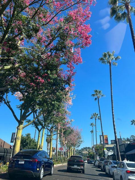 Studio City, Sunny Day, Sunny Days, Angeles, Angel, Plants, Flowers, Quick Saves, Los Angeles