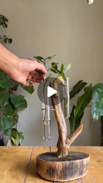 HousePlantParadise on Instagram: "Propagation Station DIY! 🌱 📸: @biosphereflora  . ✅ Started with sanding the leftover wooden base. Twig attach wooden base with screws. And lastly sealed with varnish to secure wood. . ✅Added hooks which will make holder for the test tubes. Finally added the plants.  . #diy #makeover #propagation #plantlover #roadside #testtubeholder #plantstand #creative #interior #tabletopcreative #houseplants #plants #explore #raw" How To Make A Propagation Station, Test Tube Terrarium, Test Tubes Crafts, Diy Test Tube Holder, Test Tube Plants, Diy Propagation Station, Test Tube Propagation, Test Tube Crafts, Plant Holder Diy