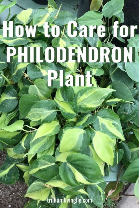 A grouping of Brasil Philodendron plants with the text overlay: How to Care for Philodendron Plant Philodendron Types, Air Plants Care, Philodendron Plant, Indoor Plant Care, Light Water, Bedding Plants, Colorful Garden, Gardening For Beginners, Water Plants