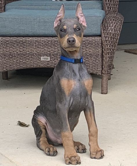 Blue Doberman Pinscher, Grey Doberman, Gray Doberman, Doberman Grey, Blue Doberman Puppy, Doberman Puppy Black, Doberman Pup, All Black Doberman Puppy, Fawn Doberman