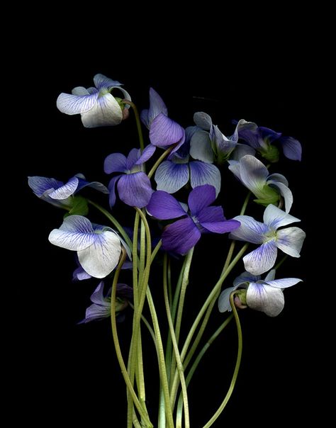 Sweet Violets, Violet Flower, Deco Floral, Flower Beauty, Birth Flowers, Flowers Nature, Love Flowers, Flowers Photography, Pansies