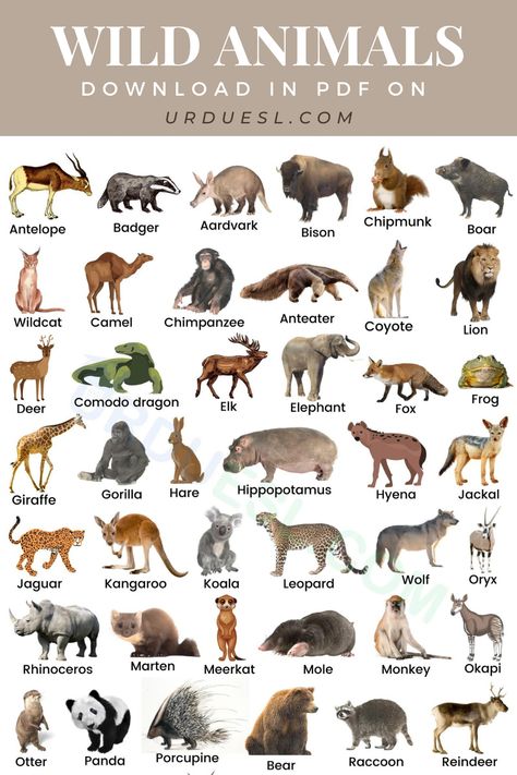 list of Wild Animals Name with Pictures Animals Name With Picture, Animals Name List, Wild Animals List, Animal Pictures For Kids, Animals Name In English, Animals Name, Animal Infographic, Wild Animals Photos, Desert Animals