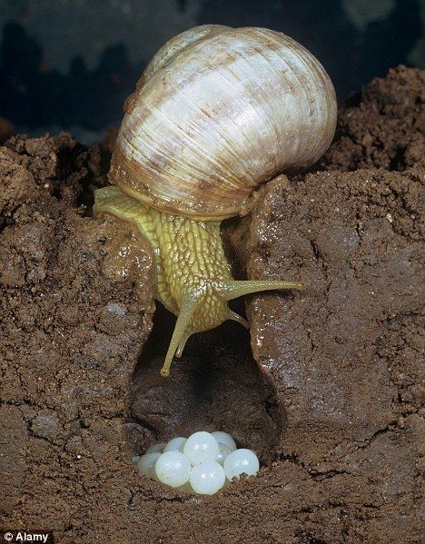 slakken voortplanting Snail Farming, Pet Snails, Molluscs, Snail Shell, Garden Pests, Hobby Farms, Bugs And Insects, Travel Design, Zoology