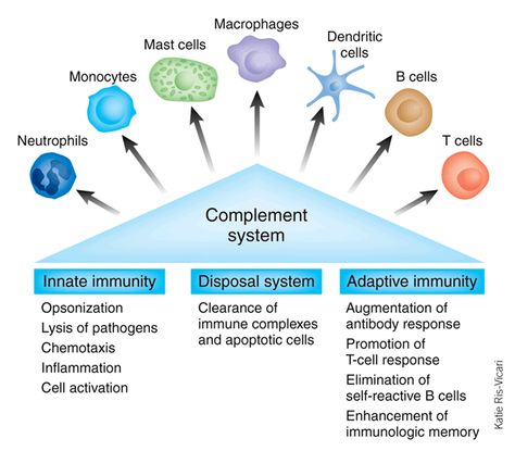 Innate Immunity Notes, Immune System Diagram, Innate Vs Adaptive Immunity, Cells Of Immune System, Immune System Nursing, Immune System Cells, Complement System, Innate Immune System, Microbiology Study