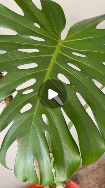 Suni Bustinza on Instagram: "🌿🌱☘️ La monstera deliciosa 🍃 costilla de Adán ☘️🌱 es una de las plantas tropicales más decorativas.

☘️🍀🌱 No necesita demasiada luz, ni riego 💦 ni cuidados para crecer y es tan fácil de propagar 🙌 cortas un gajo con nudo y en agua echa raíz 💚

💚🌱☘️ También podés  cortar en partes el tronco, cada una va a ser una nueva monstera 🌱💚 los  ponés en musgo o fibra de coco o también en un recipiente con fondo de agua y a llenarte de plantas! 

🌿🌱🍃 Sabias que la monstera puede vivir en agua? 
💚 Adoro las monstera a

#plantas #monstera #monsteradeliciosa #costilladeadan #plantastropicales #plantasdecorativas #plantasdentrodecasa #plantasdeinstagram #propagacion #propagacionenagua #tipsjardin #tipsjardineria #locosporlasplantas #jardinagrm #jardim" Planta Monstera, October 8, Monstera Deliciosa, Cactus, On Instagram