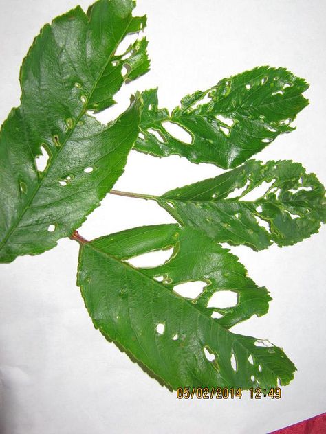 I first noticed this on the leaves of my cherry trees, then on my green peppers in the garden on the other side of the house. Some leaves are just eaten around the edges, some leave holes in the middle, and others just make them twist up all out of shape. Now they are going for the cherries themselves. HELP! What will kill the bugs and still leave fruit safe to eat? Holes In Pepper Plant Leaves, Bugs Eating Plant Leaves, Upside Down Plants, Bug Eating Plants, Herbs Image, Strawberry Leaves, Mint Extract, Front Garden Landscape, Garden Bugs