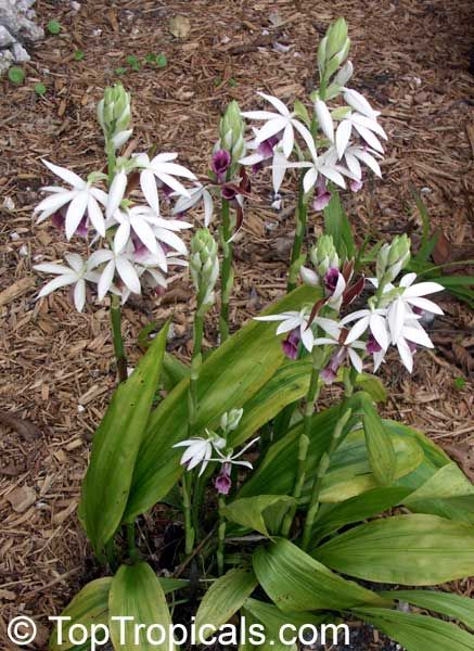 Phaius tankervilleae, Chinese Ground Orchid, Nun Orchid Nun Orchid, Ground Orchids, Plants For Garden, Plant Encyclopedia, Exotic Orchids, Fort Myers Florida, Brown Flowers, Wild Orchid, Unusual Flowers