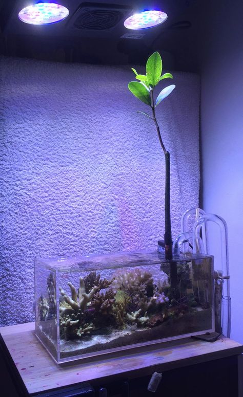 Since the volumes associated with a ‘true’ pico reef is quite restrictive, we tend to think of pico reef tanks as examples of simplicity, and exercises in minimalism. Paludarium Waterfall, Aquarium Freshwater, Mangrove Trees, Nano Reef Tank, Reef Tanks, Aquascape Design, Nano Aquarium, Ocean Reef, Nature Aquarium