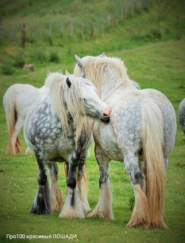 Romani Cob Horse, Aesthetic Horses, Cob Horse, Horse Friends, Stunning Horses, Horse Crazy Girl, Percheron Horses, Rare Horses, Clydesdale Horses