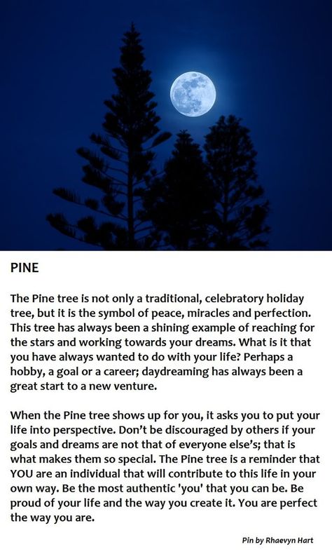 Pine Spiritual Meaning, Pine Tree Tattoo Meaning, Pine Tree Symbolism, Pine Tree Meaning, Pine Tree Quotes, Tree Meanings, Tree Tattoo Meaning, Tree Quotes, Pine Tree Tattoo