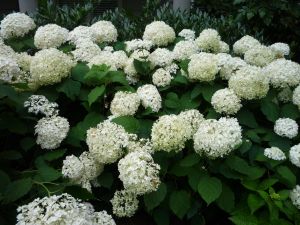 Anabelle Hydrangea, Moon Gardens, Hydrangea Arborescens Annabelle, Annabelle Hydrangea, Hydrangea Landscaping, Hydrangea Varieties, Types Of Hydrangeas, Smooth Hydrangea, Hydrangea Arborescens