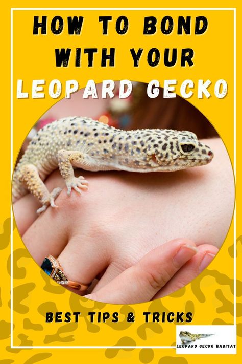 Leopard Gecko Habitat, Leopard Gecko Tank, Leopard Gecko Care, Leopard Gecko Morphs, Gecko Habitat, Gecko Terrarium, Cute Gecko, Reptile Care, Pet Lizards