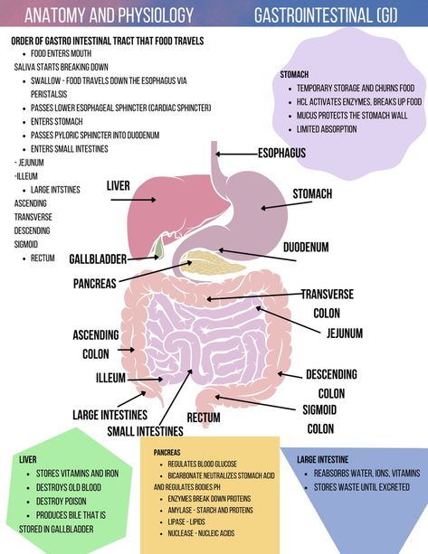 Anatomy Of Intestines, A&p 1 Notes, A&p 2 Notes, A&p Notes, Gi Nursing Notes, Anatomy And Physiology Notes Chapter 1, Human Anatomy And Physiology Notes, Anatomy And Physiology Notes Study, Notes Anatomy And Physiology