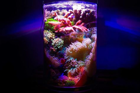 Congratulations to community member pongpit and his 2 gallon pico reef aquarium for being selected for our January Reef Profile! This amazing pico reef is... Aquarium Photos, Saltwater Aquariums, Reef Tanks, Reef Fish, Coral Tank, Fish Aquarium, Reef Aquarium, Reef Tank, Fish Tanks