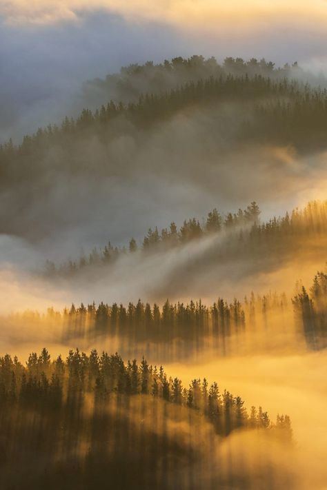 Fog Forest, Fog Autumn, Forest Fog Aesthetic, Forest Fog Wallpaper, Mist Forest Wallpaper, Fog Forest Painting, Green Foggy Forest, Fog Sunrise, Sun Beaming Through Fog