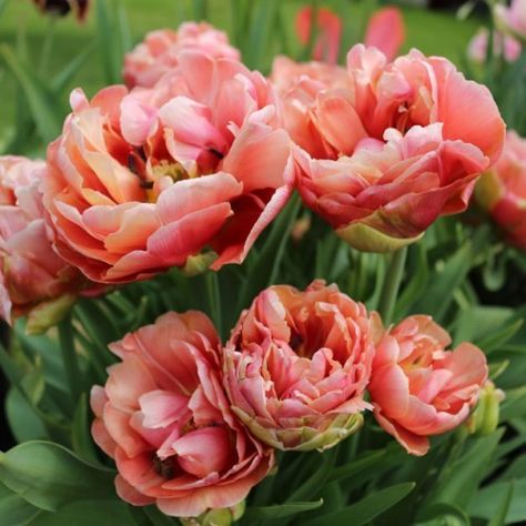 Copper image tulip Naturalized Garden, Apricot Garden, Lawn Ideas, Beautiful Tulips, Plant Diary, Dream Plants, Garden Paradise, Early Spring Flowers, Fruit Decor