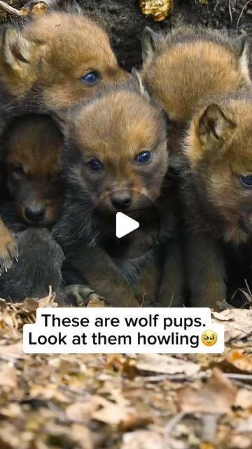 Wolf Pups, Baby Wolves, Social Structure, Family Unit, Means Of Communication, Baby Wolf, Wolf Pup, America The Beautiful, Family Units