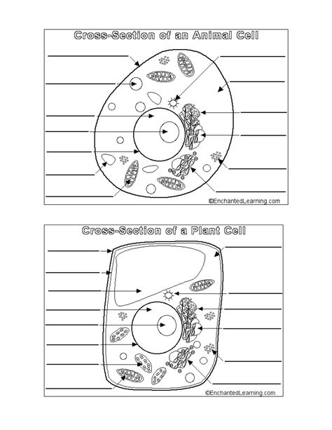 Animal And Plant Cell Worksheets Printable Plant Cell Drawing, Plant Cell Labeled, Animal Cell Drawing, Animal Cell Organelles, Animal Cell Structure, Plant Cell Diagram, Cell Diagram, Cells Worksheet, Cell Parts