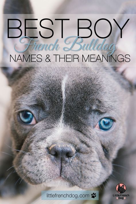 Choosing the right name for your Frenchie is important. We've rounded up the top boy names and their meanings for French Bulldogs and Frenchie puppies. #frenchie #Frenchbulldog #dognames #boynames French Bulldog Names Boys, Names For French Bulldogs, Boy Puppy Names Unique, French Dog Names, Puppy Names Unique, Boy Puppy Names, Puppies Frenchie, Top Boy Names