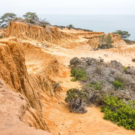 Torrey Pines State Reserve, Whale Migration, Torrey Pines, San Diego Beach, Ecosystem, Pacific Ocean, Native Plants, Outdoor Adventure, Travel Usa