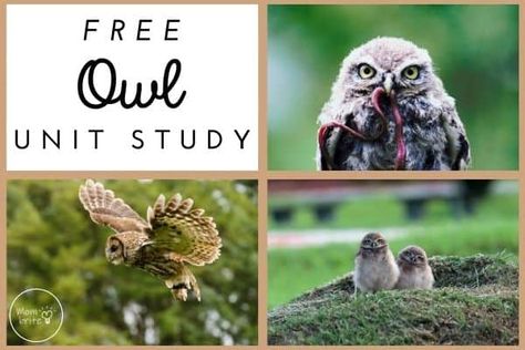 Free Owl Unit Study Owl Preschool Activities, Owls Kindergarten Activities, Owl Lessons For Preschool, Owls Preschool, Owl At Home, Cat Unit Study, Bird Unit Study Elementary, Owl Learning Activities, Owl Lesson Plans For Preschool