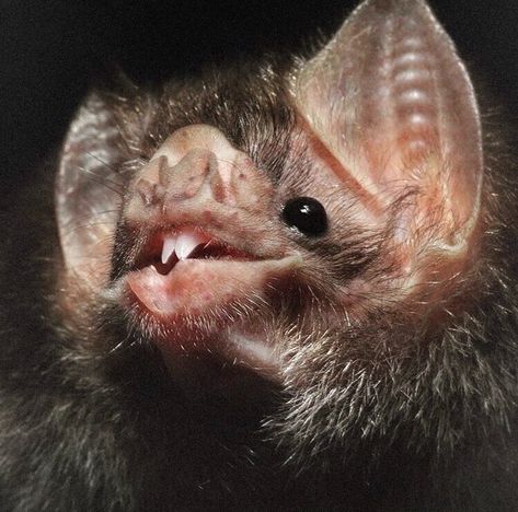 Bat Species, Vampire Bat, Cute Bat, Creatures Of The Night, Silly Animals, Cute Creatures, Cute Friends, Nature Animals, Animals Friends