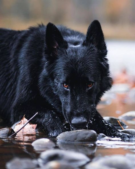 dog dog lover Blue German Shepherd, German Shepherd Photography, Black German Shepherd Dog, Doberman Love, Scary Dogs, Golden Puppy, Black German Shepherd, Popular Dog Breeds