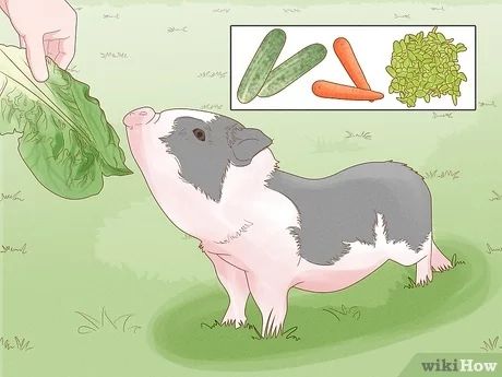 Pot Belly Pigs Care, Potbelly Pig Pen Ideas, Potbelly Pig Care, Mini Potbelly Pigs, Mini Pig Care, Potbelly Pigs, Pig Diet, Pig Care, Raising Pigs