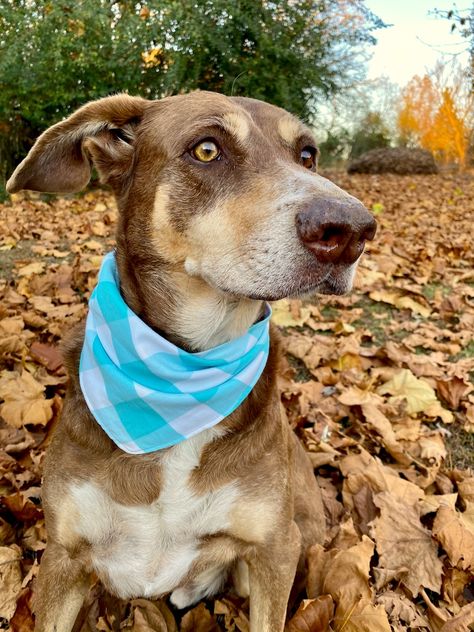 How to Sew a Dog Bandana: 6 Steps - Easy Things to Sew Turtle Mop, Easy Things To Sew, Things To Sew, Pet Feeding Area, Pattern Weights, Sewing Machine Projects, Bowl Cover, Simple Sewing, Christmas Jars