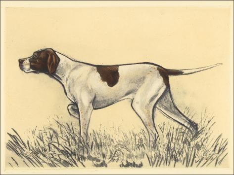 size: 24x18in Art Print: Hunting Dogs-Pointer by Andres Collot : Hunting Dog Names, Hunting Drawings, Hunting Cabin Decor, Pointer Puppies, Bluetick Coonhound, Hunting Art, Hunting Women, Pointer Dog, Bird Hunting