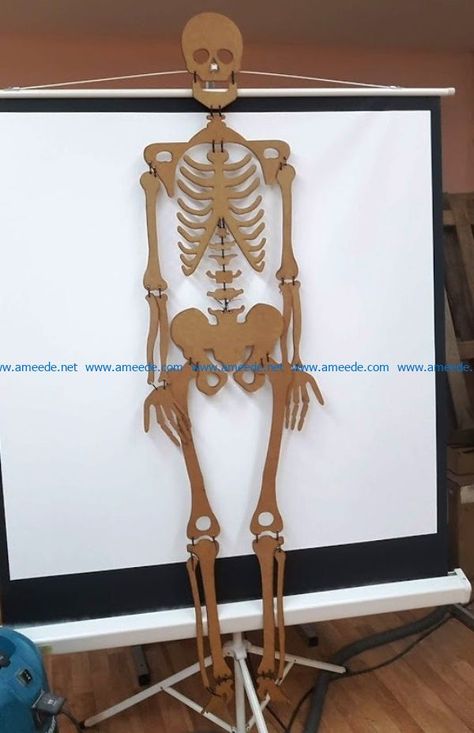 Sense Organs Chart, Skeleton Template, Human Body Science Projects, Human Body Crafts, Skeleton System, Human Skeleton Model, Diy Canvas Art Easy, Cardboard Model, Skeleton Model