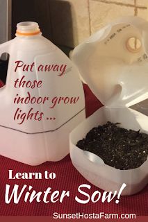 The Homestead Village: Learn to Winter Sow! Winter Sowing, Indoor Grow Lights, Indoor Grow, Milk Jugs, Mini Greenhouse, Beautiful Plants, Olive Garden, Flowers Wallpaper, Kew Gardens