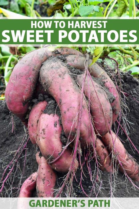 Plant Sweet Potatoes, Store Sweet Potatoes, Harvest Sweet Potatoes, Potatoes Growing, Sweet Potato Varieties, Potato Plant, Sweet Potato Plant, Plant Vegetables, Growing Sweet Potatoes