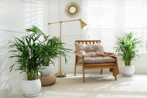 These are the types of palm trees that you can grow inside your house, according to experts. Small palm trees are a reminder that a vacation isn't far away—and these plants add gorgeous green texture to your interior. Indoor Vine Plants, Exotic House Plants, Palm Tree Decor, Indoor Vines, Understory Plants, Best Wall Colors, Small Palm Trees, Casa Interior, Indoor Tree