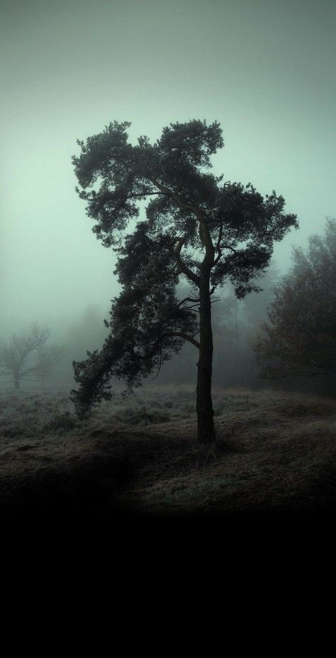 Dark Rain Wallpaper Iphone, Fog Photography, Dark Forest Aesthetic, Hd Dark Wallpapers, Look Wallpaper, Dark Landscape, Dark Tree, As Wallpaper, Dark Nature Aesthetic