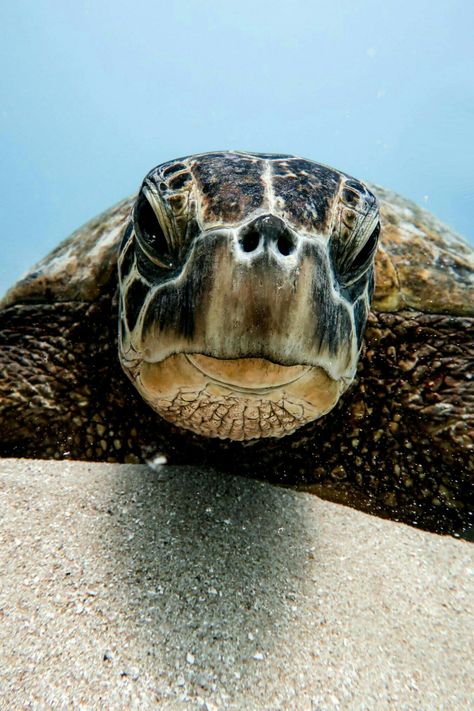 Sea Turtle Sea Turtle Photography, Turtles Photography, Surf Guys, Sea Turtles Photography, Turtle Photography, Hawksbill Sea Turtle, Sea Turtle Pictures, Turtle Stuff, Marine Turtle