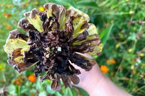 How to Save Zinnia Seeds for Next Year Planting Zinnias, Zinnia Seeds, Seed Saving, Planting, Flower Garden, Seeds, Canning, Plants, Flowers