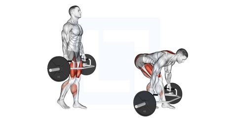 Staggered Stance Rdl, Split Stance Rdl, Push Pull Leg Split, Dumbell Romanian Deadlift, Trap Bar Deadlift, Glute Workouts, Lower Back Muscles, Quad Exercises, Single Leg Deadlift