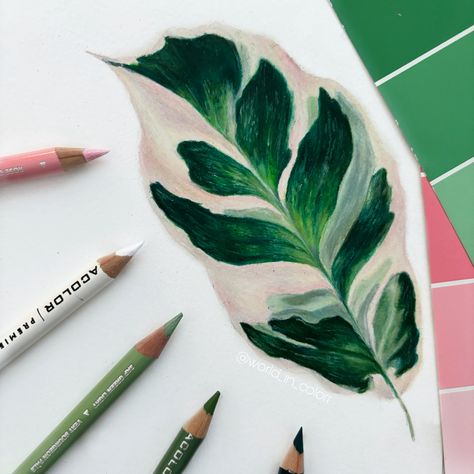 Colored pencil drawing by World In Color #art #artist #artwork #leaf #leafart #drawing #drawingideas #artistoninstagram #coloredpencil #coloredpencildrawing #coloredpencilart Leaf Drawing Realistic Colored Pencils, Drawing Realistic Colored Pencils, Mandala Leaf, Hair Care Business, Drawing Realistic, Leaf Drawing, Wave Art, Colored Pencil Drawing, Leaf Coloring