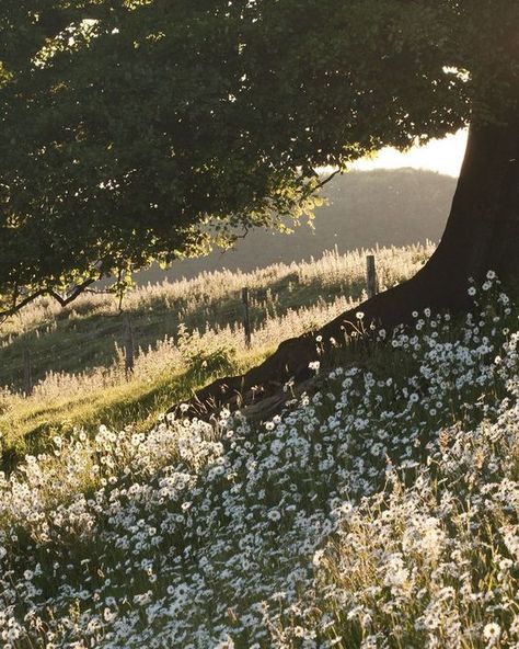 Jane Austen Landscape, Bridgerton Spotify Cover, Jane Bennett Aesthetic, Regency Aesthetic Jane Austen, 1810s Aesthetic, Jane Bennet Aesthetic, Modern Elizabeth Bennet Aesthetic, Jane Austen Core, Regency Era Aesthetic Wallpaper