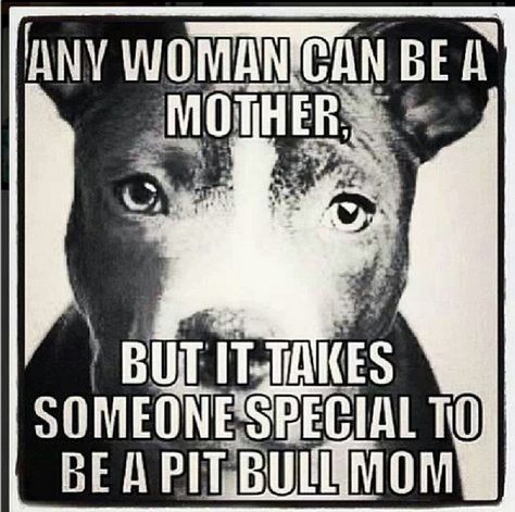 The 24 Most Annoying Pit Bull Memes | Observer Pitbull Quotes, Pitt Bulls, Pitt Bull, Pitbull Mom, Big Baby, Pit Bull Love, Pitbull Lover, Pitbull Puppies, Bully Breeds