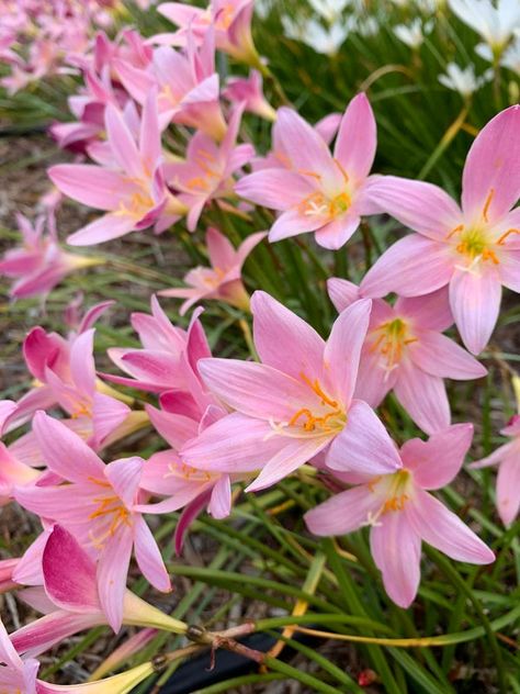 Zephyranthes Morning Star Pink Flower Plant, Fall Maintenance, Wet Flowers, Easy Flower Drawings, Rain Lily, Zone 7, Freezing Weather, Light Pink Flowers, Potted Houseplants