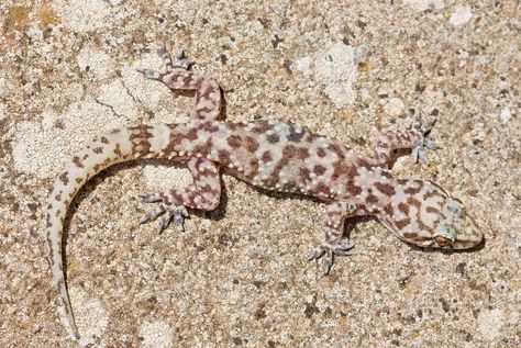 Mediterranean House Gecko Mediterranean Gecko, House Gecko, Dream Realm, Gecko Food, Wild Kratts, Mediterranean House, Kingdom Animalia, Take Shelter, Reptile Snakes