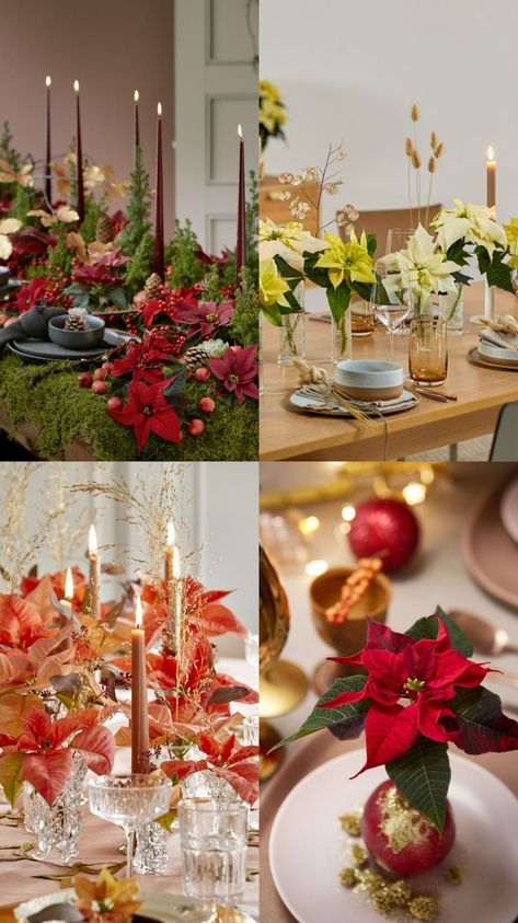 Festive table decorations with poinsettias

🌟 Be inspired by our creative ideas. Whether in pots or as cut flowers, poinsettias offer endless possibilities to make your table look extra special.


🔗 Get inspired with ideas in the article and start decorating.

#EUAgriPromo Poinsettia Table Centerpiece, Decorating With Poinsettias Christmas, Christmas Table Decor Ideas, Creative Table, Christmas Table Decor, Creative Tables, Table Decor Ideas, Festive Tables, Winter Flowers