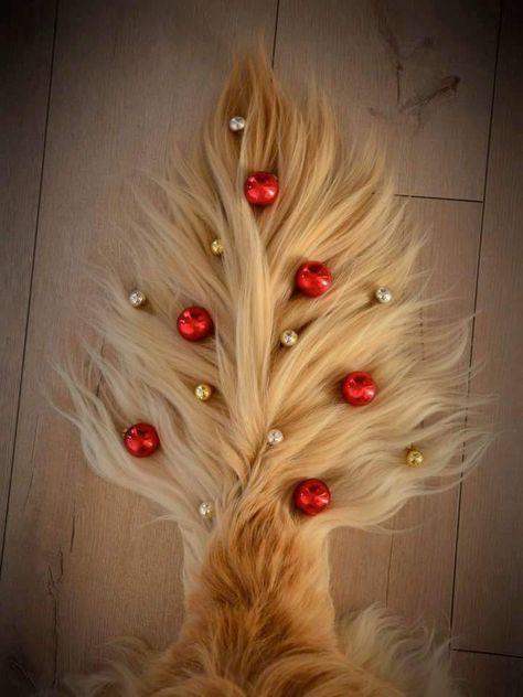 Golden Retriever Christmas Tree Tail. Dog Christmas Photos, Dog Christmas Pictures, Golden Retriever Gifts, Golden Retriever Christmas, Golden Retriever Mix, Dog Photoshoot, Golden Rule, Dog Photography, Holly Jolly