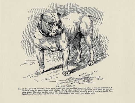 Vintage Bulldog Illustration, Bulldog Illustration, Bulldog Pictures, Head Illustration, Bulldog Mascot, Bulldog Pics, Toy Drive, American Pitbull, Bull Dogs