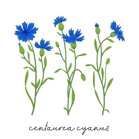 Premium Vector | Vector cornflowers field vector set summer wild meadow flowers honey plant illustration knapweed blue collection isolated on white centaurea botanical floral design elements Wild Meadow, Meadow Flowers, Flower Graphic, Plant Illustration, Flower Illustration, Botanical Illustration, Botany, Premium Vector, Design Elements