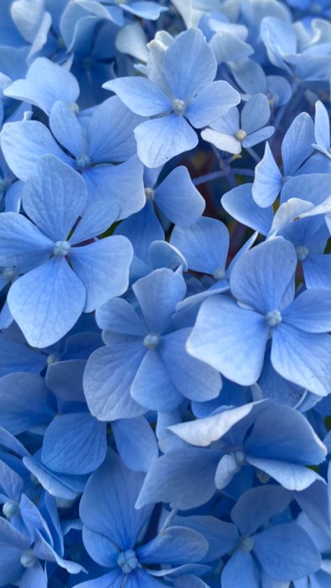 Blue Hydrangea Aesthetic, Hydrangeas Photography, Blue Flower Aesthetic, Hydrangea Photography, Hydrangea Aesthetic, Spring Summer Aesthetic, Hydrangea Cottage, Casual Instagram, Flower Hydrangea